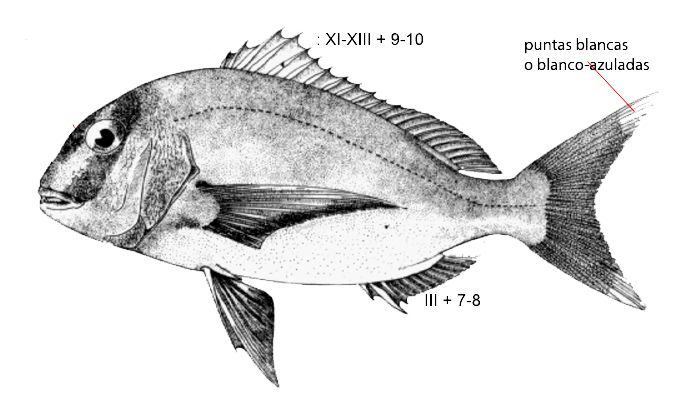 Pagrus pagrus_01.jpg